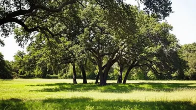 Illustration motte - Image 1