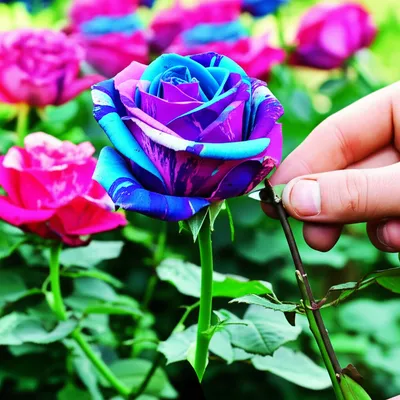 Illustration bred - Image 1