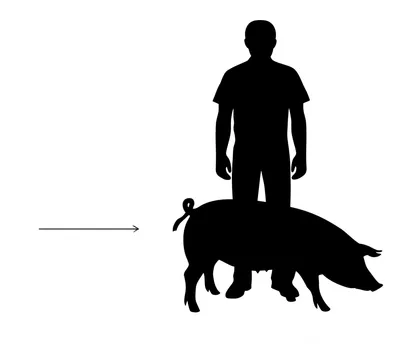 Illustration pork - Image 1