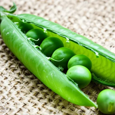 Illustration shells - Image 1