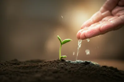 Illustration affected - Image 1