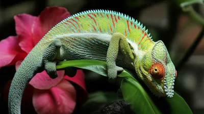 Illustration qualifiers - Image 1