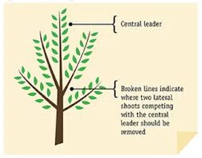 Illustration leader - Image 5