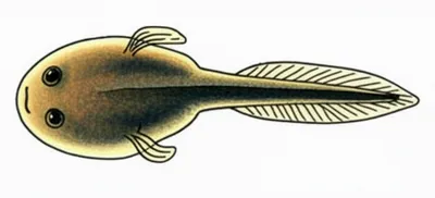 Illustration tadpole