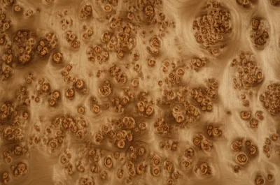 Illustration burs - Image 1