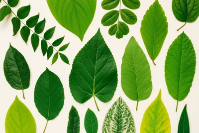 Illustration leaves - Image 1