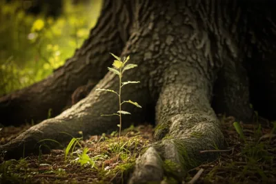 Illustration youngest - Image 1