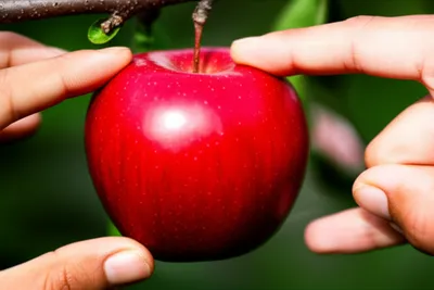 Illustration rivalrous - Image 1