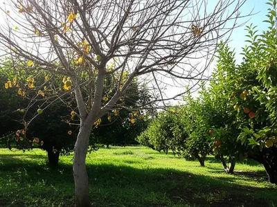 Illustration stinted - Image 1