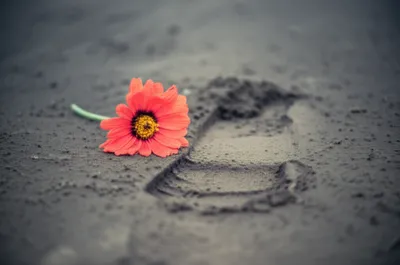 Illustration flattens - Image 1