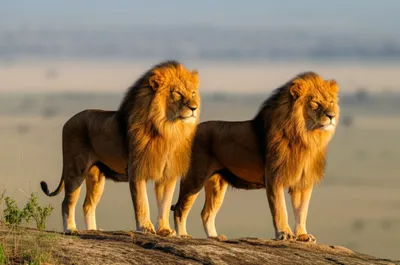 Illustration fellas - Image 1