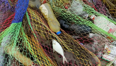 Illustration fouled - Image 1