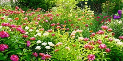 Illustration potent - Image 1