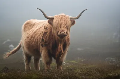 Illustration shagged - Image 1