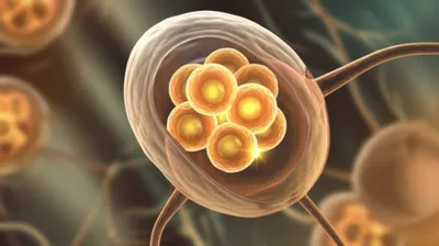 Illustration ganglions