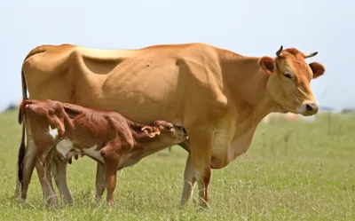 Illustration sook - Image 1