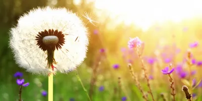 Illustration airy - Image 1