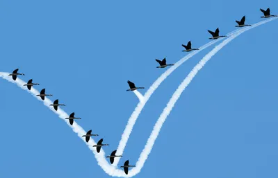 Illustration rears - Image 1