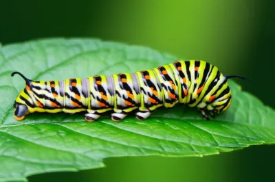 Illustration wiggles