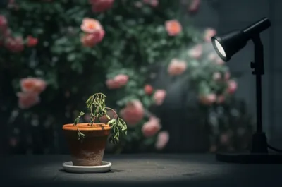 Illustration upstaging - Image 1