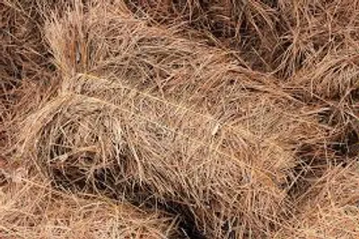 Illustration straw - Image 2