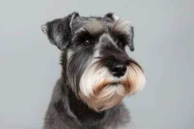 Illustration grizzle - Image 1