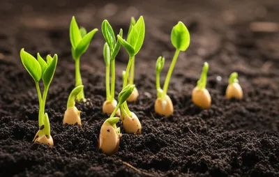 Illustration multiply