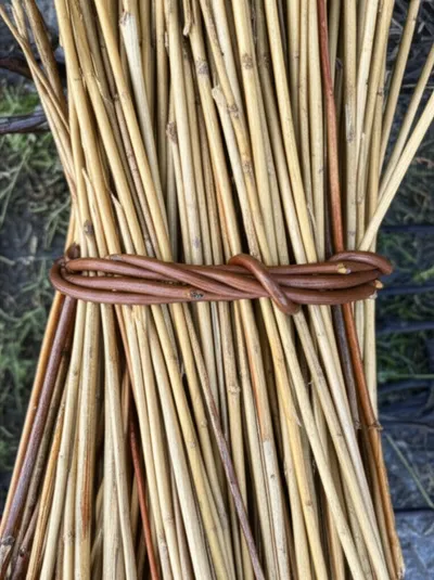 Illustration withes - Image 1