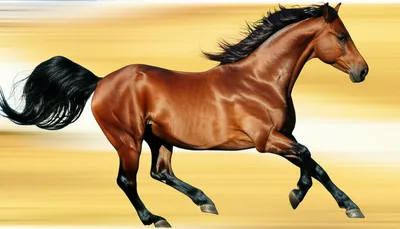 Illustration galloping - Image 1