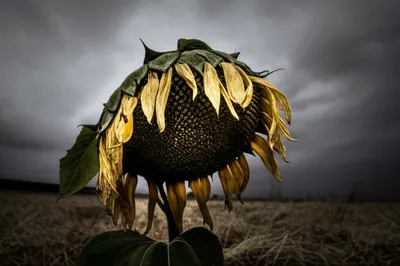 Illustration fainter - Image 1