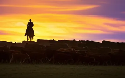 Illustration steers - Image 1