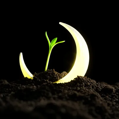 Illustration waxing - Image 1