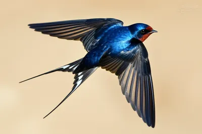 Illustration swallowtail