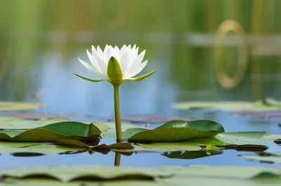 Illustration emergent - Image 1