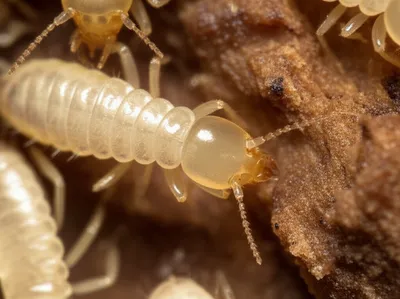 Illustration termite