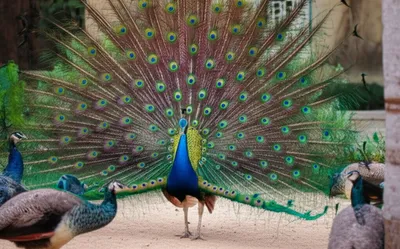 Illustration flexes - Image 1