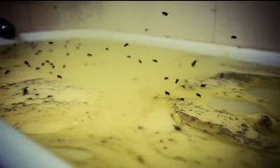 Illustration butters - Image 1