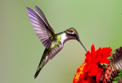 Illustration triple - Image 1