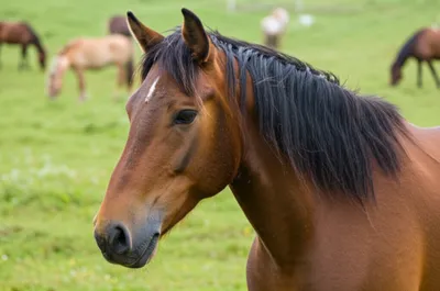 Illustration equine - Image 1