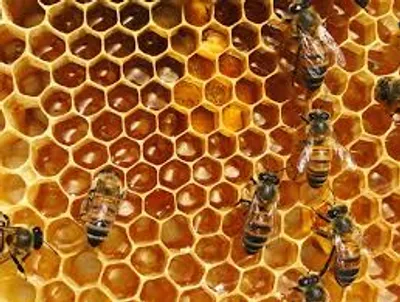 Illustration hive - Image 2