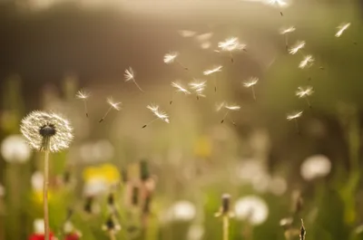 Illustration fluffing - Image 1