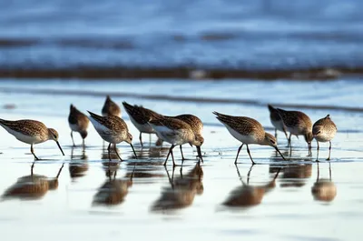 Illustration sandpipers