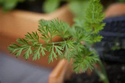 Illustration chervil - Image 1