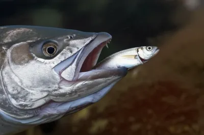 Illustration chopper - Image 1