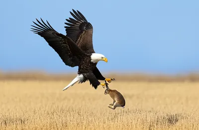 Illustration captures - Image 1