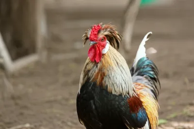 Illustration heckle - Image 1