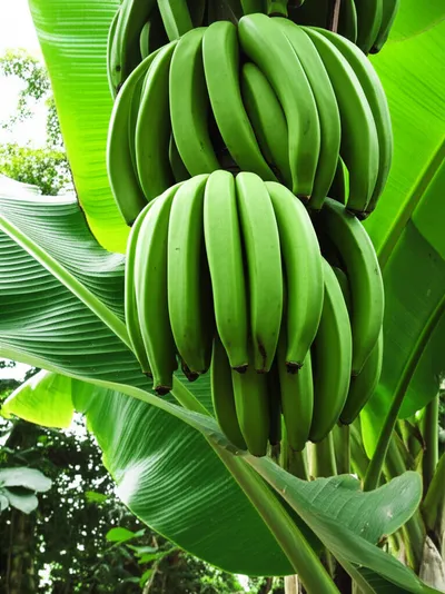 Illustration plantain - Image 2