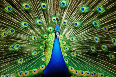 Illustration displays - Image 1