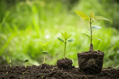 Illustration seeds - Image 1