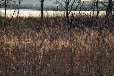 Illustration thickets - Image 2